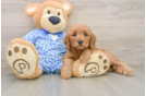 Best Mini Goldendoodle Baby