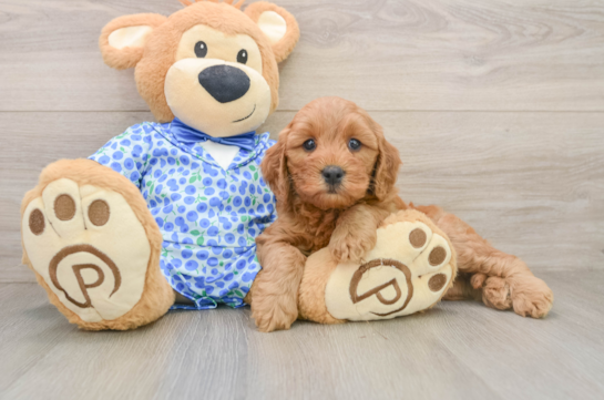 Best Mini Goldendoodle Baby