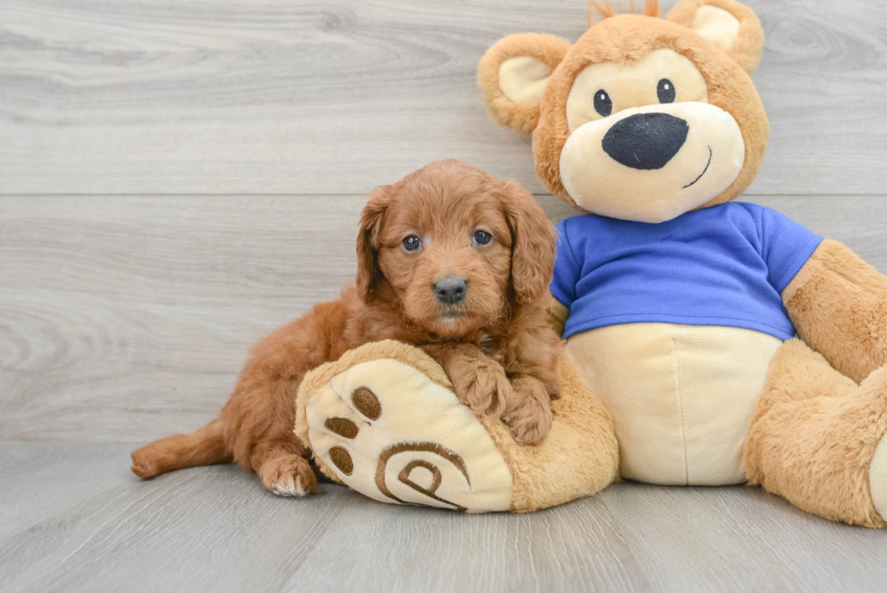 Smart Mini Goldendoodle Poodle Mix Pup