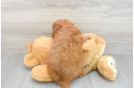 Mini Goldendoodle Puppy for Adoption
