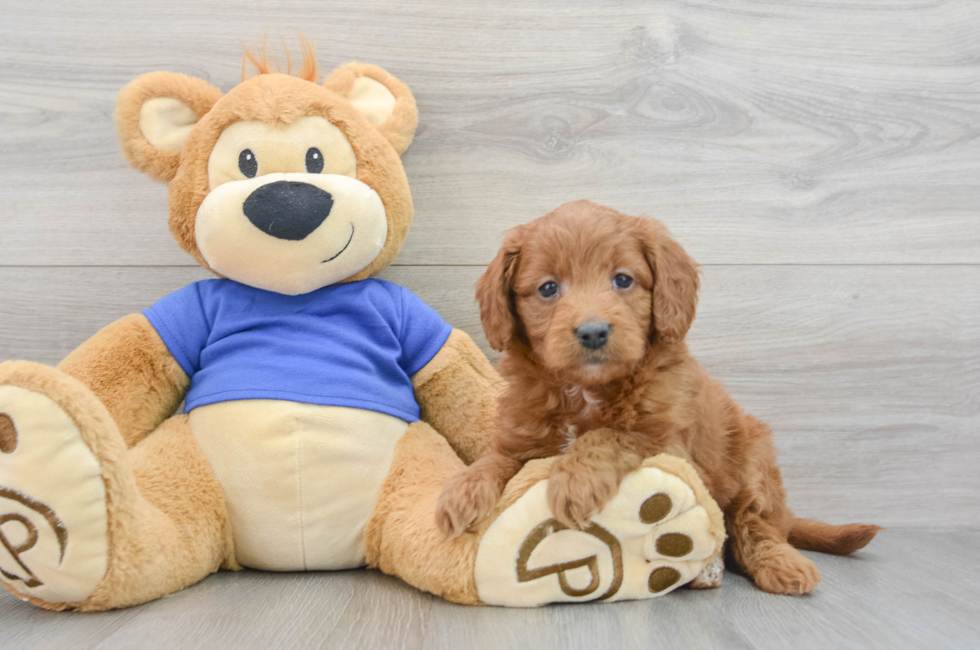 8 week old Mini Goldendoodle Puppy For Sale - Florida Fur Babies