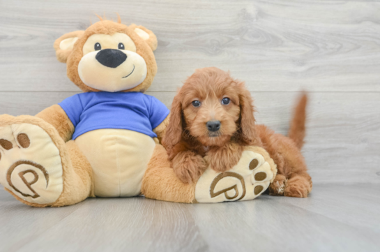 Mini Goldendoodle Pup Being Cute