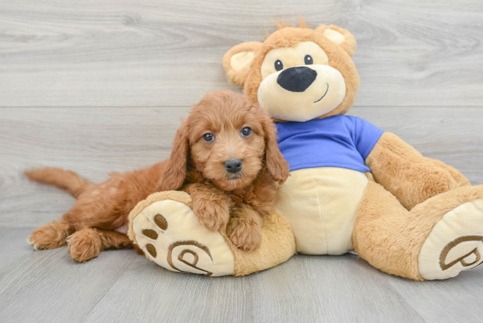 Playful Golden Retriever Poodle Mix Puppy