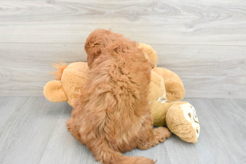 Mini Goldendoodle Pup Being Cute