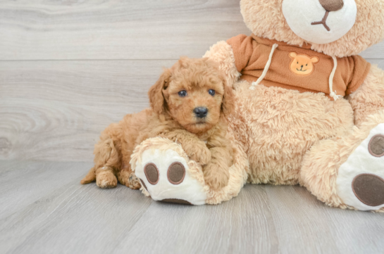 Standard, Toy & Mini: Goldendoodle Difference - Premier Pups - Premier Pups