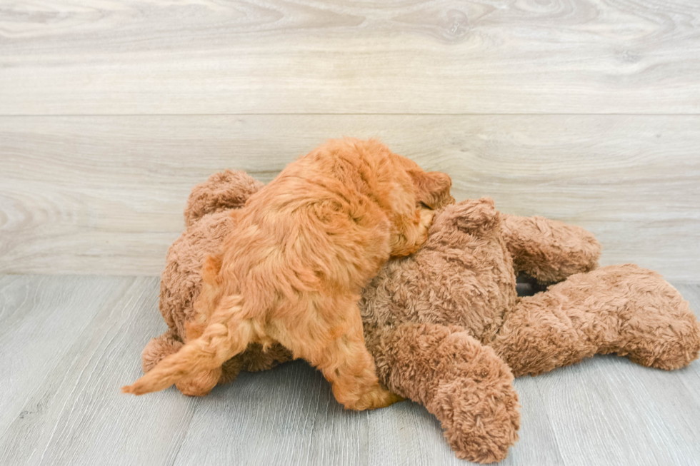 Mini Goldendoodle Pup Being Cute