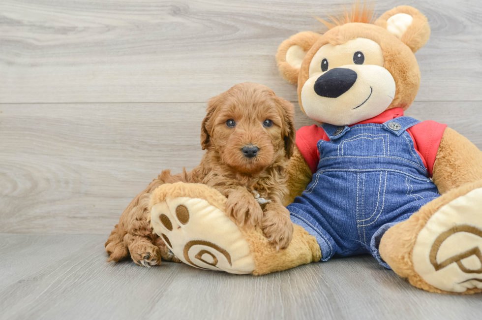 7 week old Mini Goldendoodle Puppy For Sale - Florida Fur Babies