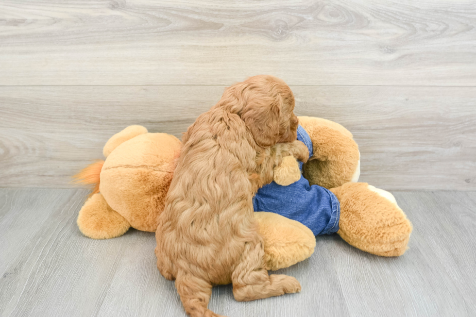 Funny Mini Goldendoodle Poodle Mix Pup