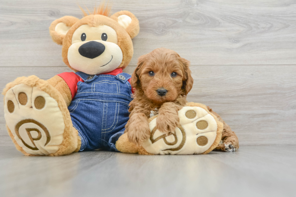 Mini Goldendoodle Puppy for Adoption