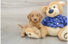 Cute Mini Goldendoodle Baby
