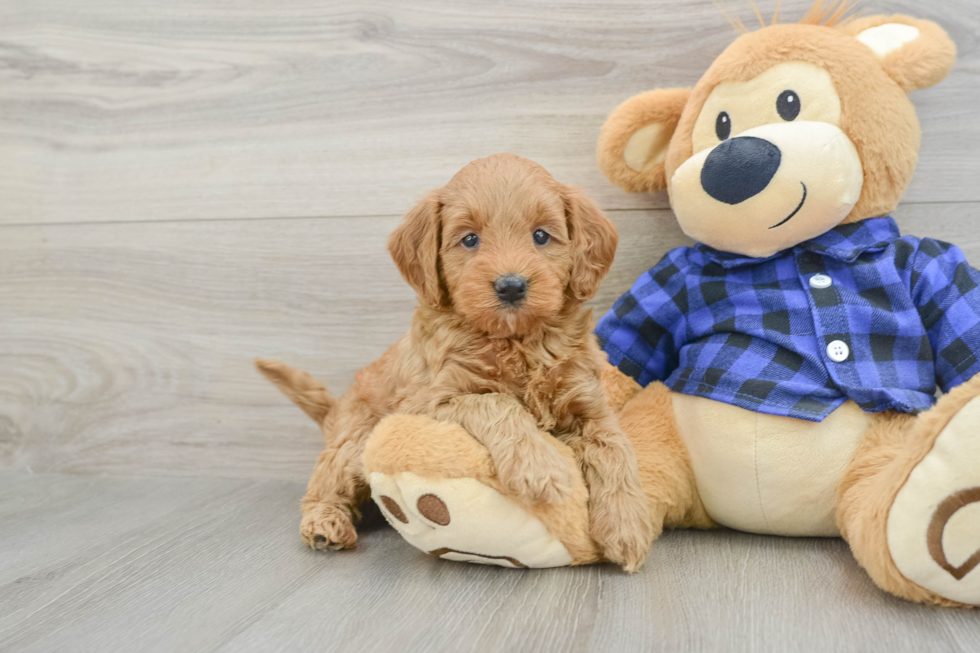 Cute Mini Goldendoodle Baby