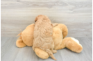 Mini Goldendoodle Puppy for Adoption