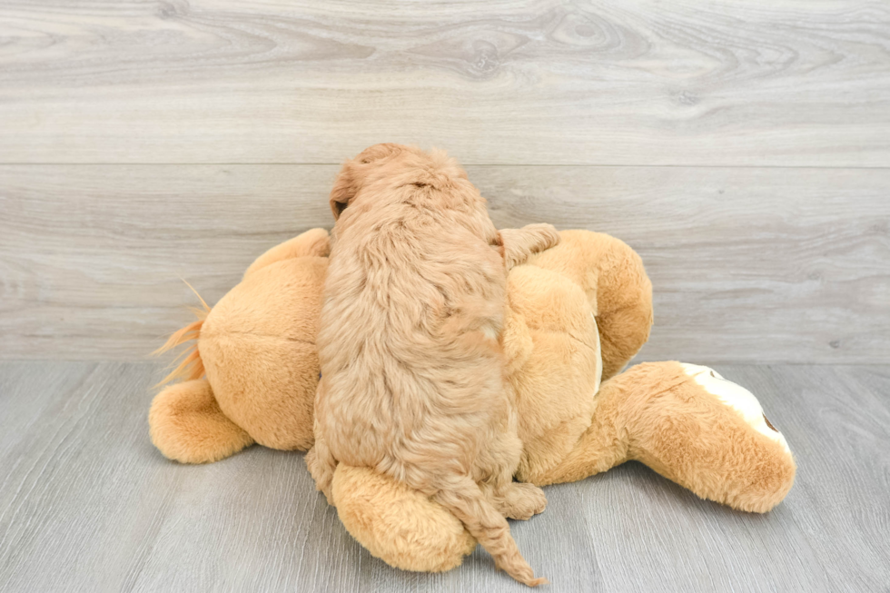 Mini Goldendoodle Puppy for Adoption