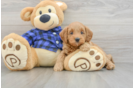 Mini Goldendoodle Puppy for Adoption