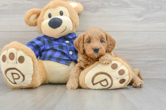 Mini Goldendoodle Puppy for Adoption