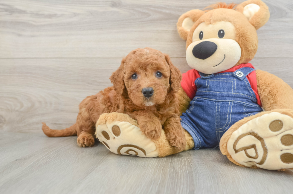 5 week old Mini Goldendoodle Puppy For Sale - Florida Fur Babies