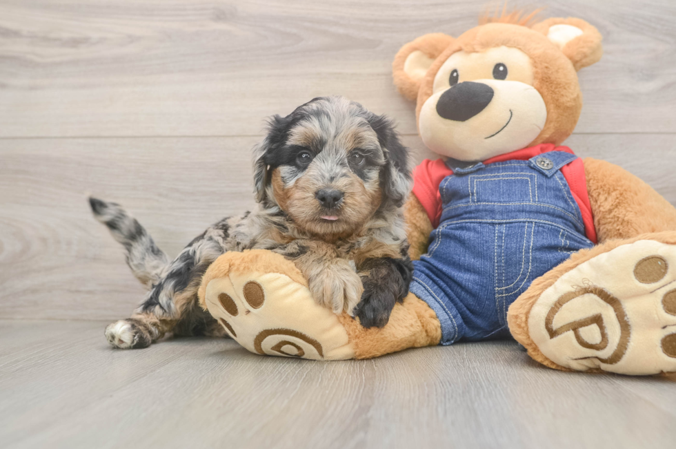5 week old Mini Goldendoodle Puppy For Sale - Florida Fur Babies