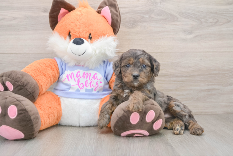 Happy Mini Goldendoodle Baby
