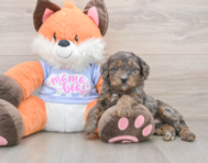 6 week old Mini Goldendoodle Puppy For Sale - Florida Fur Babies