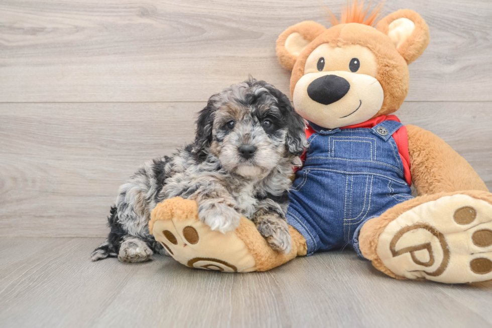 Mini Goldendoodle Pup Being Cute