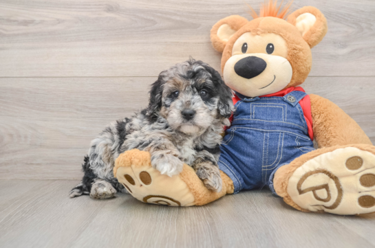 Mini Goldendoodle Pup Being Cute