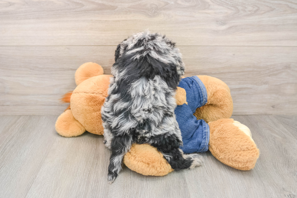 Happy Mini Goldendoodle Baby