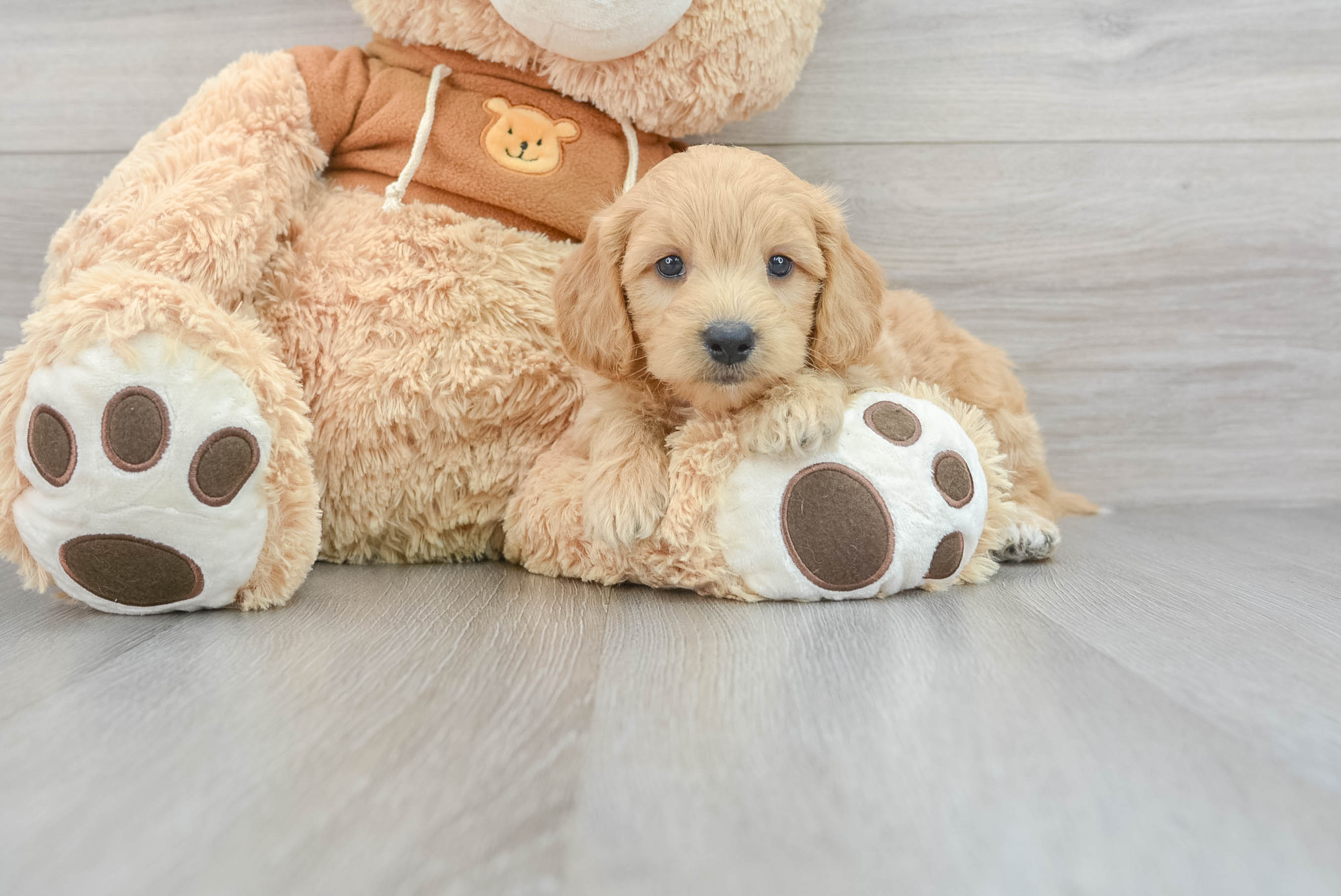 Golden retriever outlet teddy bear mix