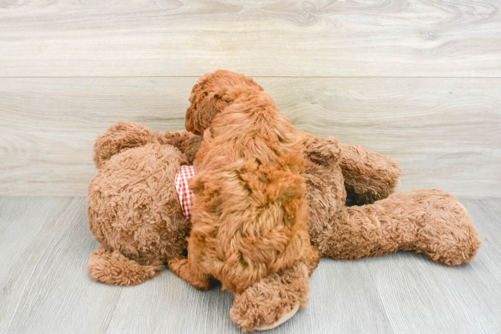 Popular Mini Goldendoodle Poodle Mix Pup