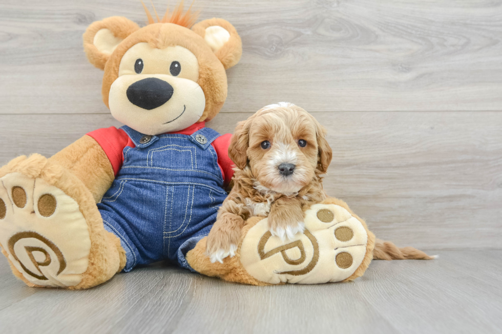 Mini Goldendoodle Pup Being Cute