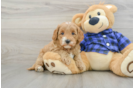 Mini Goldendoodle Puppy for Adoption