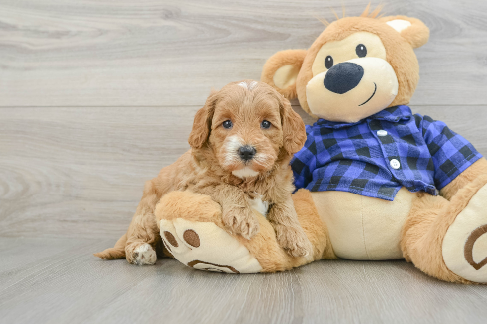 Mini Goldendoodle Puppy for Adoption