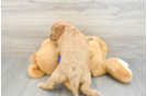 Best Mini Goldendoodle Baby