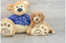 Best Mini Goldendoodle Baby