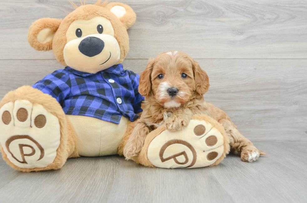 6 week old Mini Goldendoodle Puppy For Sale - Florida Fur Babies