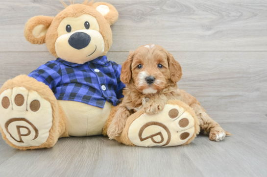 Best Mini Goldendoodle Baby