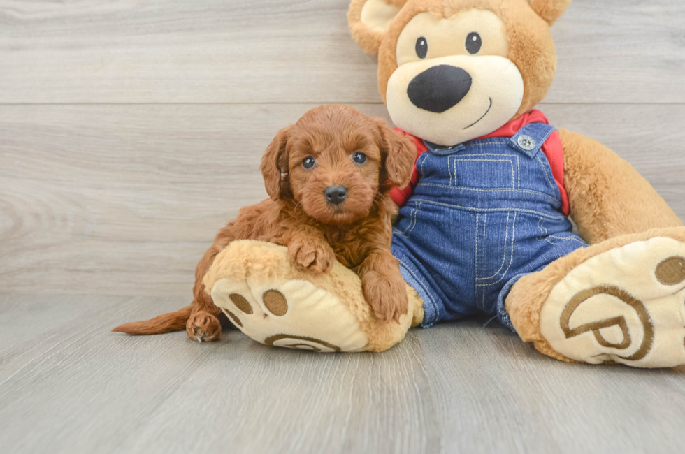 5 week old Mini Goldendoodle Puppy For Sale - Florida Fur Babies