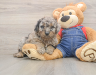 7 week old Mini Goldendoodle Puppy For Sale - Florida Fur Babies