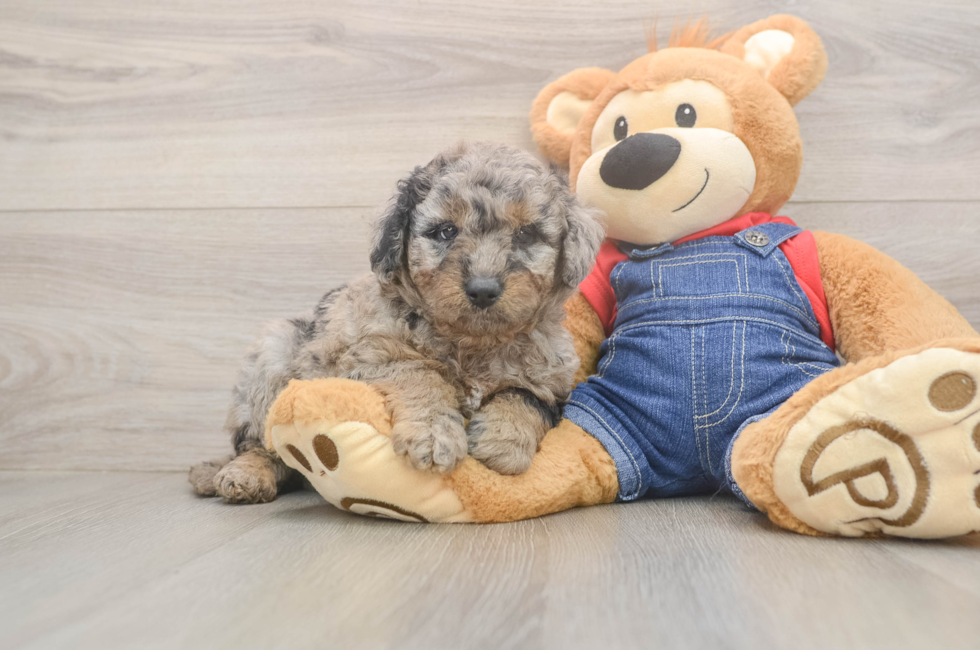 5 week old Mini Goldendoodle Puppy For Sale - Florida Fur Babies