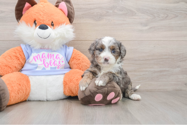 Mini Goldendoodle Puppy for Adoption