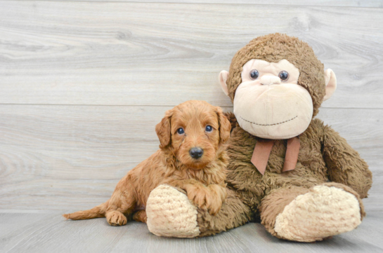 Petite Mini Goldendoodle Poodle Mix Pup