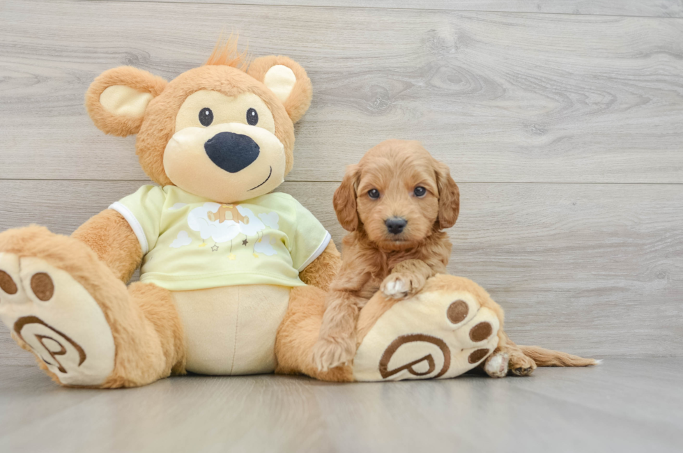 6 week old Mini Goldendoodle Puppy For Sale - Florida Fur Babies