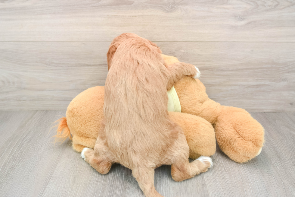 Mini Goldendoodle Pup Being Cute