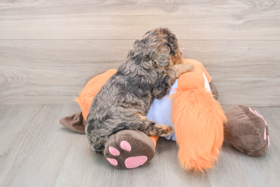 Mini Goldendoodle Puppy for Adoption