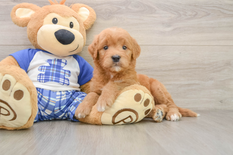Mini Goldendoodle Pup Being Cute