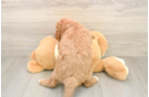 Mini Goldendoodle Puppy for Adoption