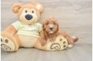 Happy Mini Goldendoodle Baby