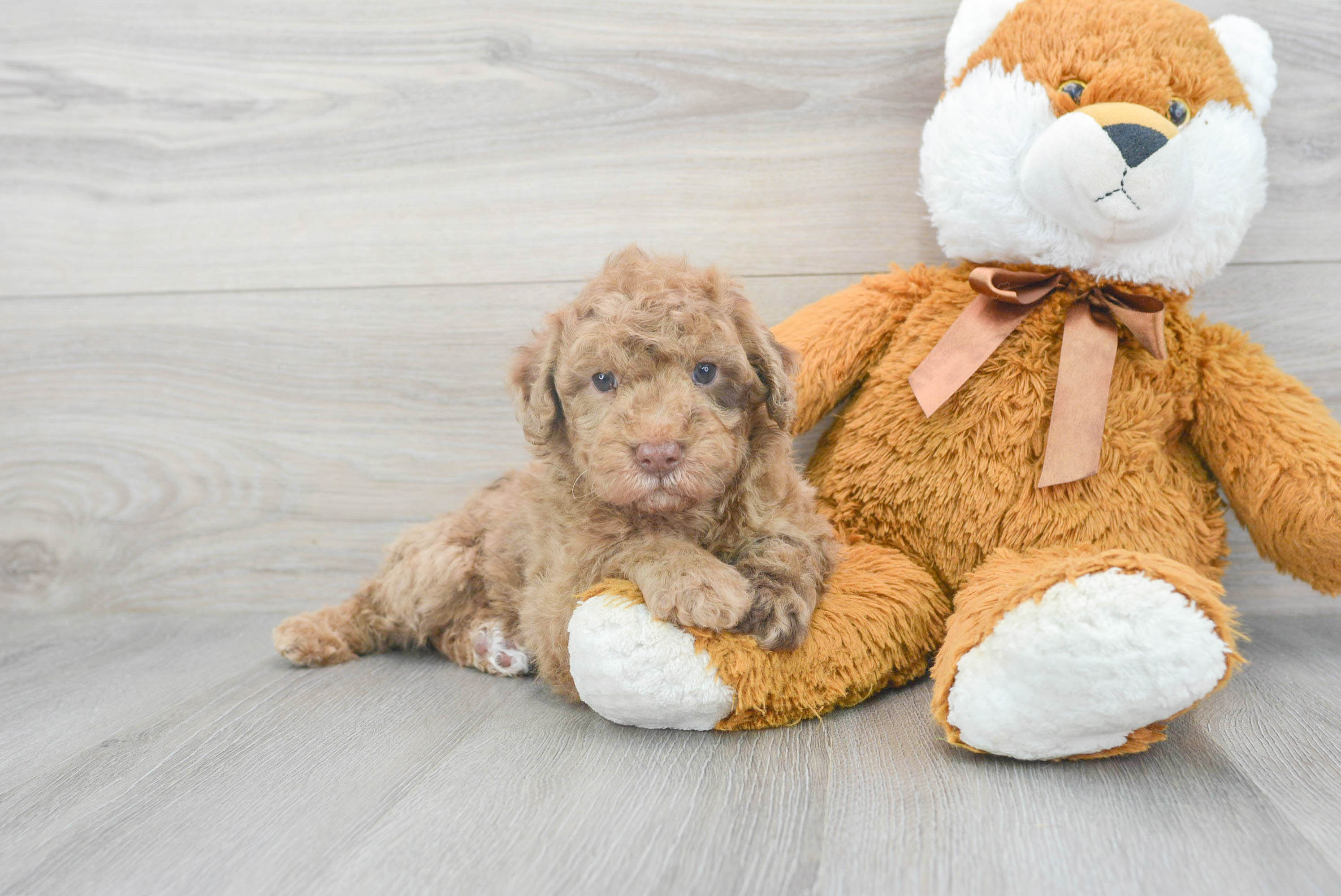 Goldendoodle teddy outlet