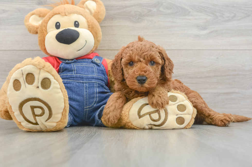 5 week old Mini Goldendoodle Puppy For Sale - Florida Fur Babies