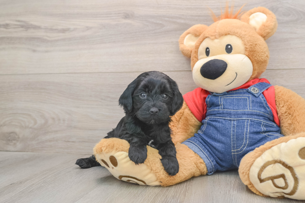 Best Mini Goldendoodle Baby