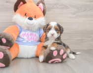 6 week old Mini Goldendoodle Puppy For Sale - Florida Fur Babies